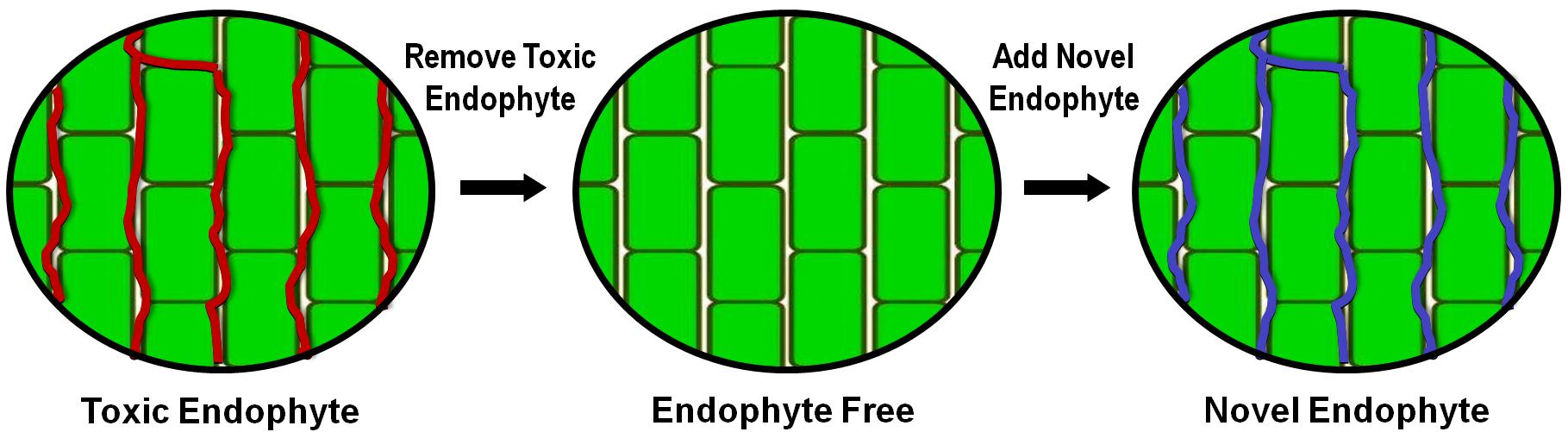 Figure 1. Hyphae of the fungal endophyte grow between the cells (green) of the tall fescue plant. When building a novel endophyte-infected tall fescue, the toxic endophyte (red lines) is removed from the tall fescue plant to create an endophyte-free plant. Then, the novel endophyte (blue lines) is introduced into the plant.
